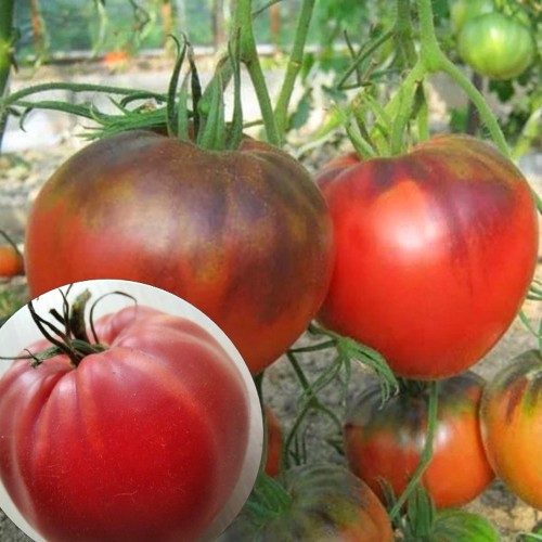 Solanum lycopersicum 'Amethyst Heart' - Harilik tomat 'Amethyst Heart'